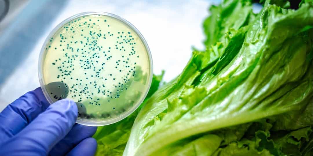 bacterial contamination in food