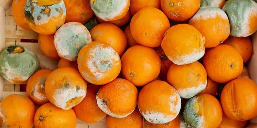 clementines food contamination