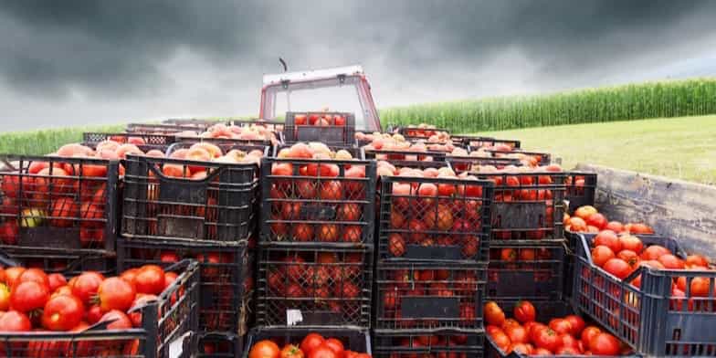 food safety modernization act covers fruit and vegetable transportation