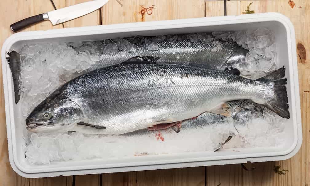 raw fish storage on an ice chest
